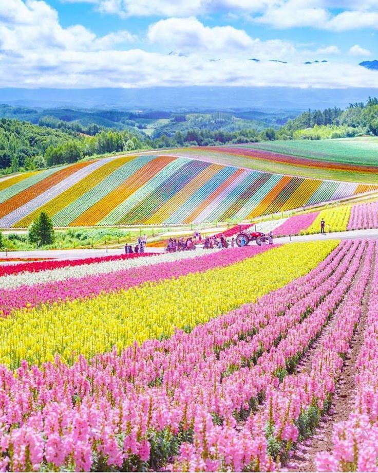 Field of colorful flowers